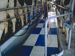 Milking Shed Matting